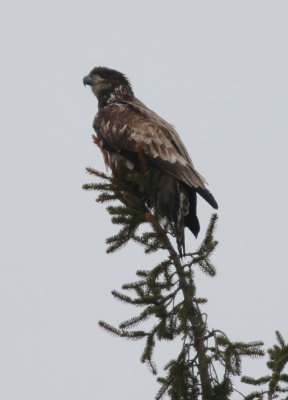 Juvenile bald eagle
