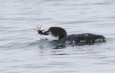 Common loon