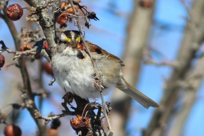 White throated sparrow
