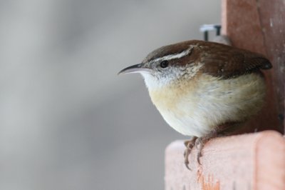 Carolina wren