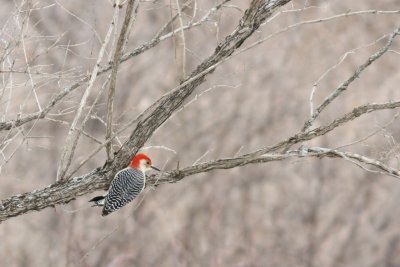 Red bellied woodpecker