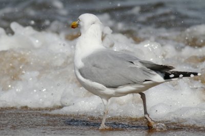 Herring gull