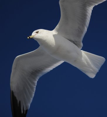 Ring billed gull