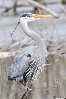 Great blue heron