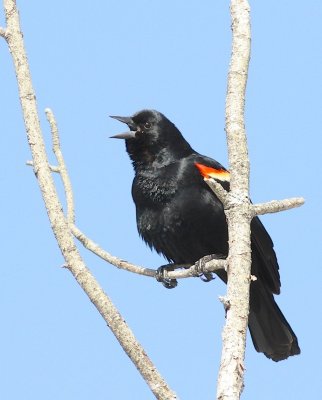 Red winged blackbird