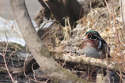 Wood duck