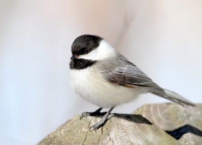 Black capped chickadee