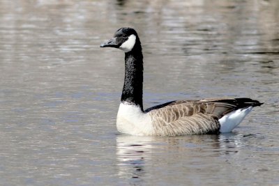 Canada goose