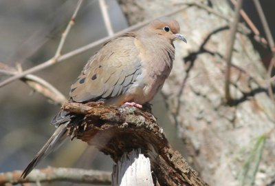 Mourning dove
