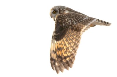 Short eared owl