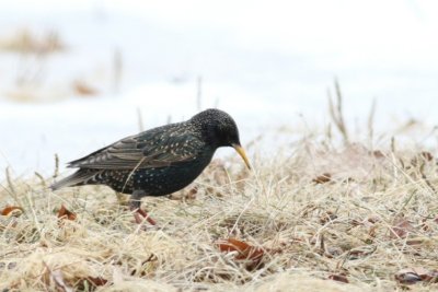 European starling
