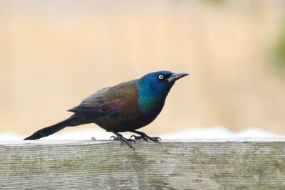 Common grackle