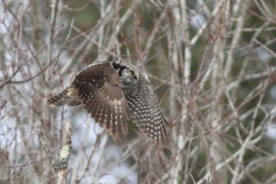 Northern hawk owl