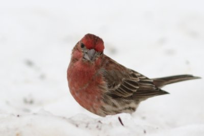 Male house finch