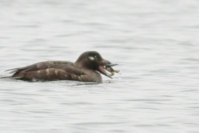 White winged scoter