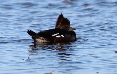 Hooded merganser 