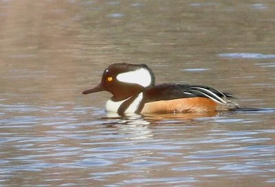 Hooded merganser