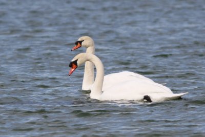 Mute swan