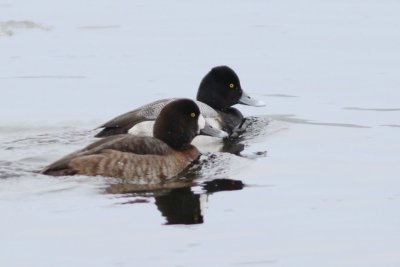 Greater scaup