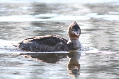 Redbreasted merganser