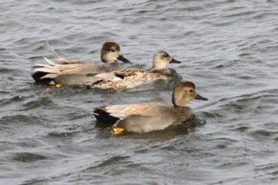Gadwall
