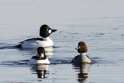 Common goldeneye