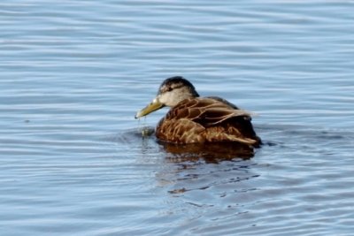 Black duck
