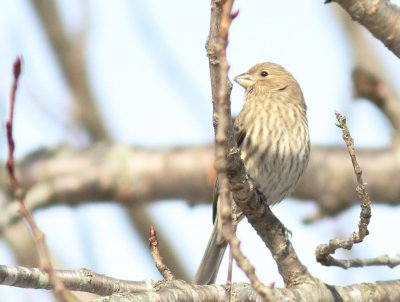 Female house finch