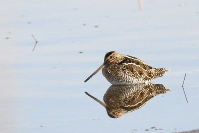 Wilson's snipe