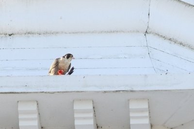 Peregrine falcon