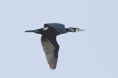 Great cormorant