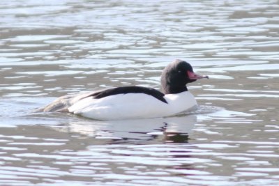Common merganser