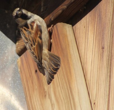European house sparrow