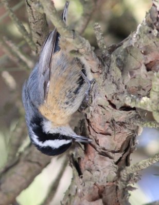 Red breasted nuthatch
