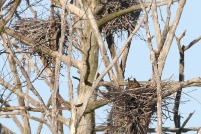 Great horned owl