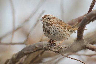 Song sparrow