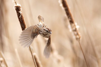 Song sparrow