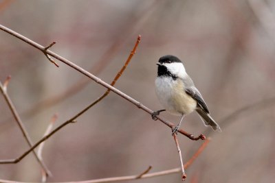 Chickadee