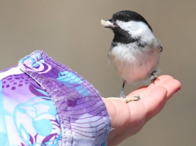 Chickadee