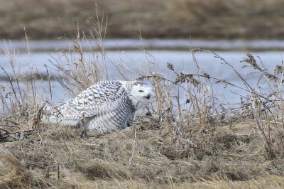 Snowy owl