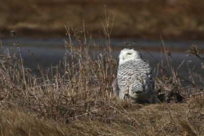 Snowy owl
