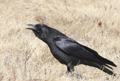 American crow