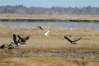 Snow goose