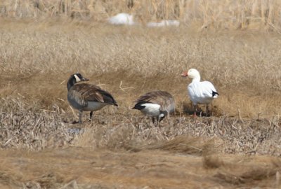 Snow goose