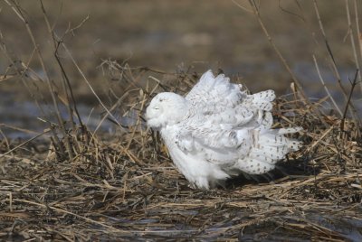 Snowy owl