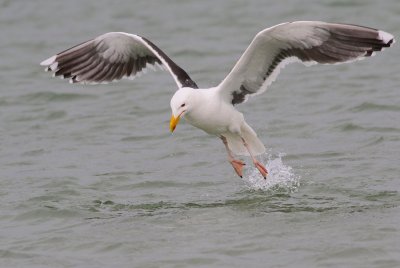 Great black back gull