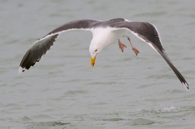 Great black back gull