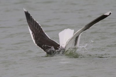 Great black back gull
