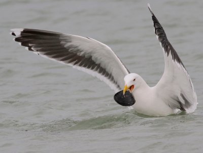 Great black back gull