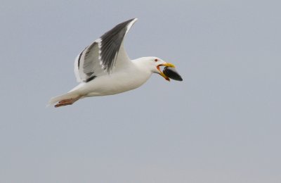 Great black back gull